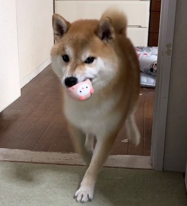 飼い主さんを遊びに誘うそらまめくん