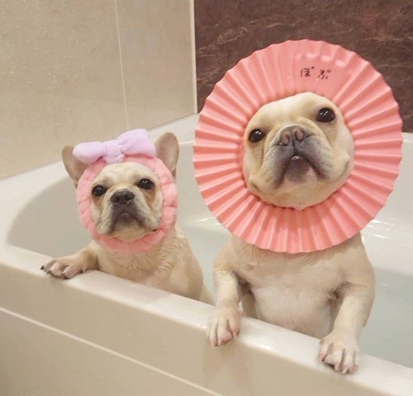 お風呂に入るボブくん・イブちゃん