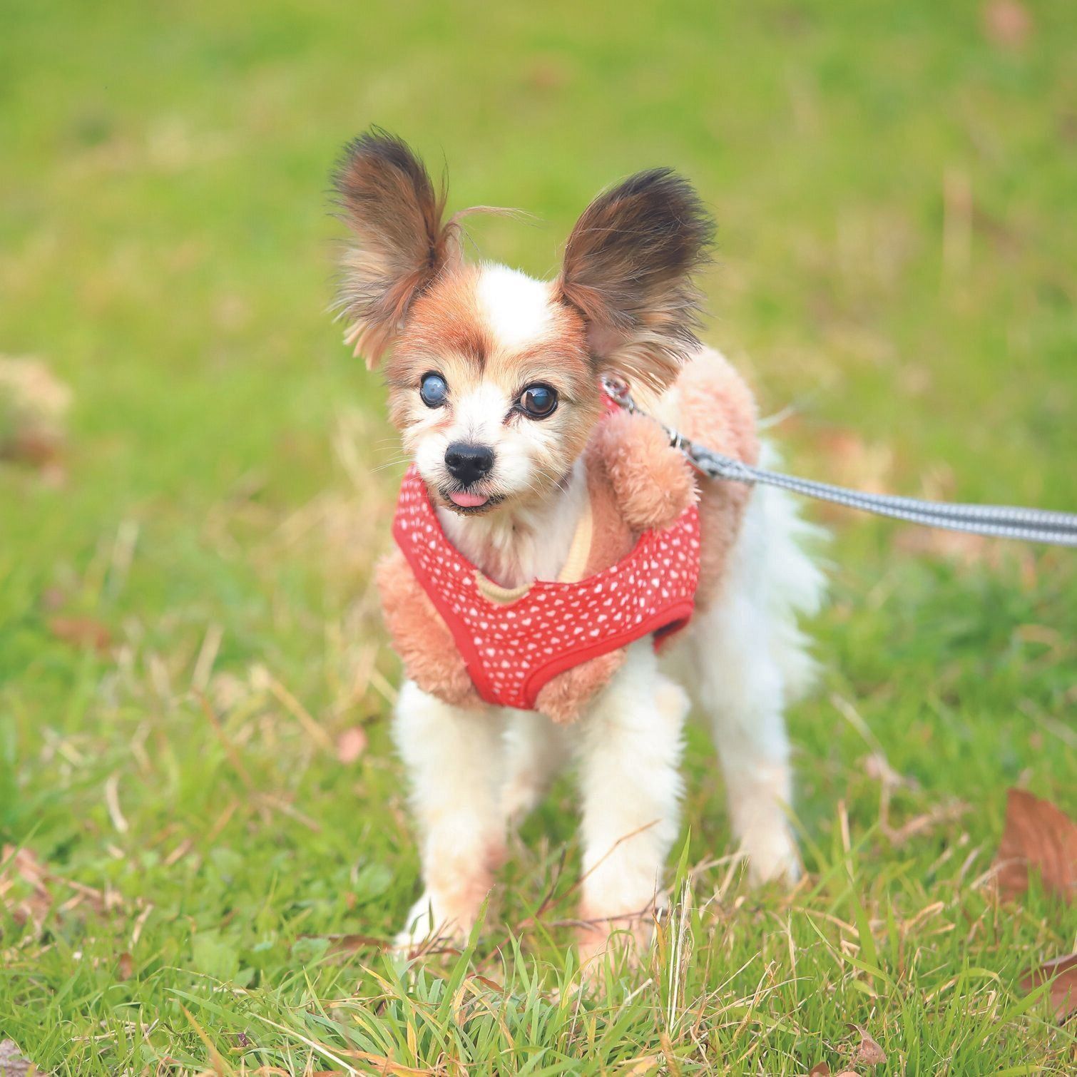 冬の寒い日でも、あたたかいウエアを着て、外での散歩を楽しむ松ケンくん（オス・16才／2.0kg／パピヨン／クールでマイペース）