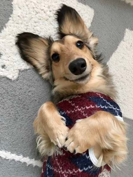 なでてとヘソ天でお願いするミニチュアダックスちゃん