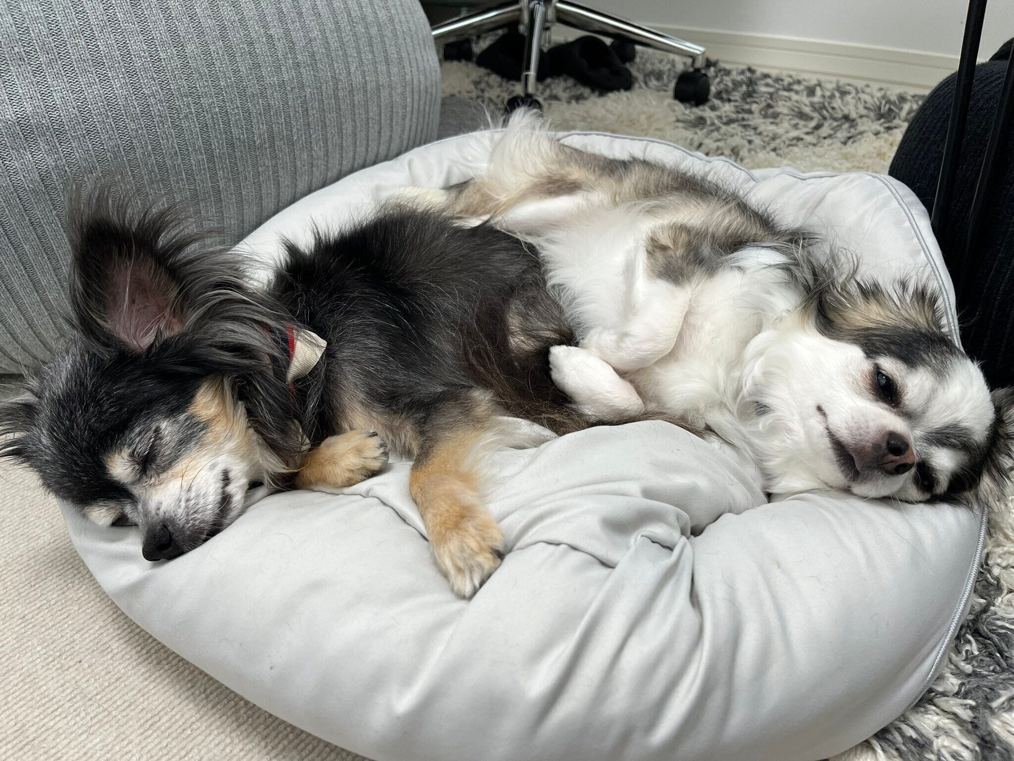 先住犬のビビちゃんにべったりと寄り添うまめちゃん