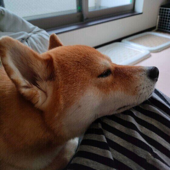 あごのせをする柴