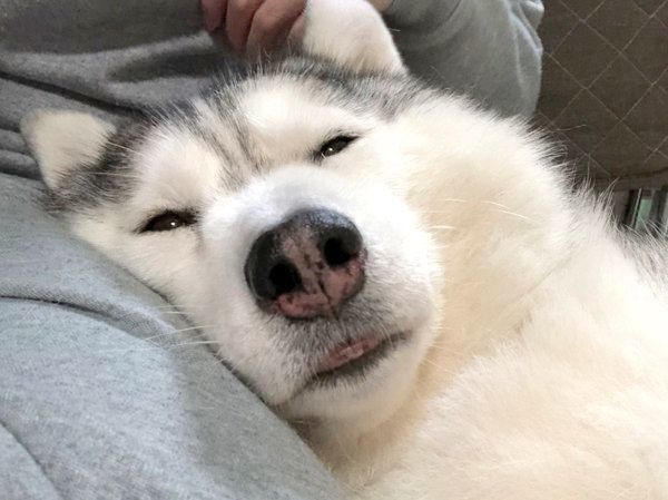 眠そうなシルビアちゃん