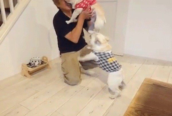 パパを取り合うフレンチ・ブルドッグ兄妹