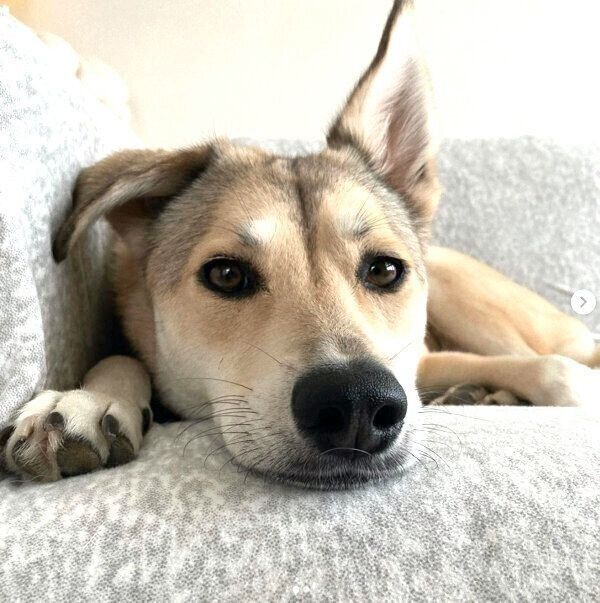 まったりする小麦ちゃん