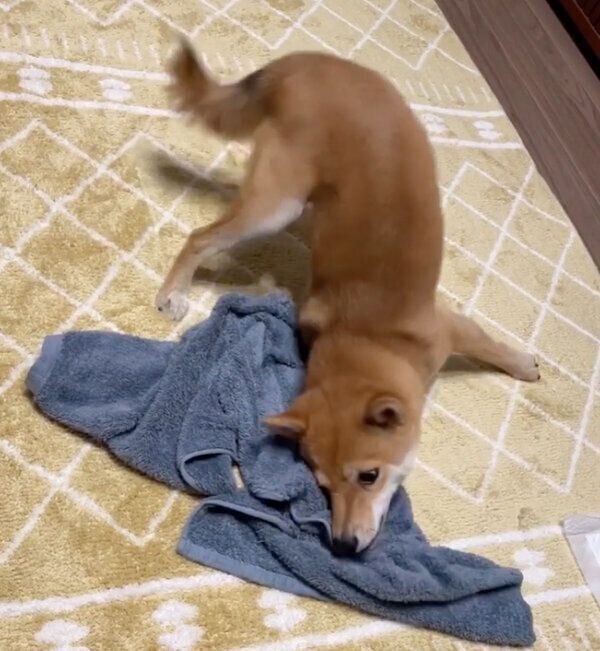 タオルにスリスリするハカセくん