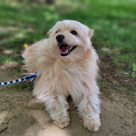 Mix(小型犬)の小太郎くん♪