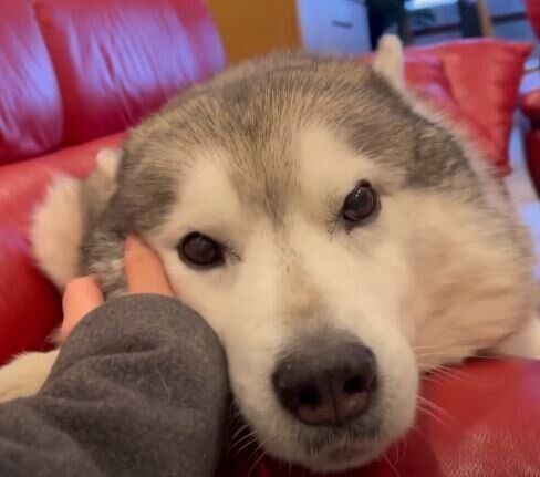甘えるシベリアン・ハスキー
