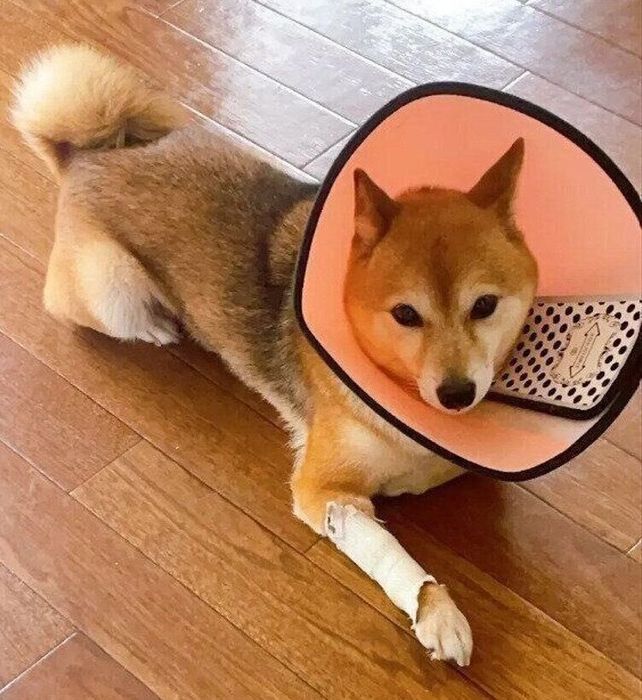 お迎え当初骨折していた柴犬