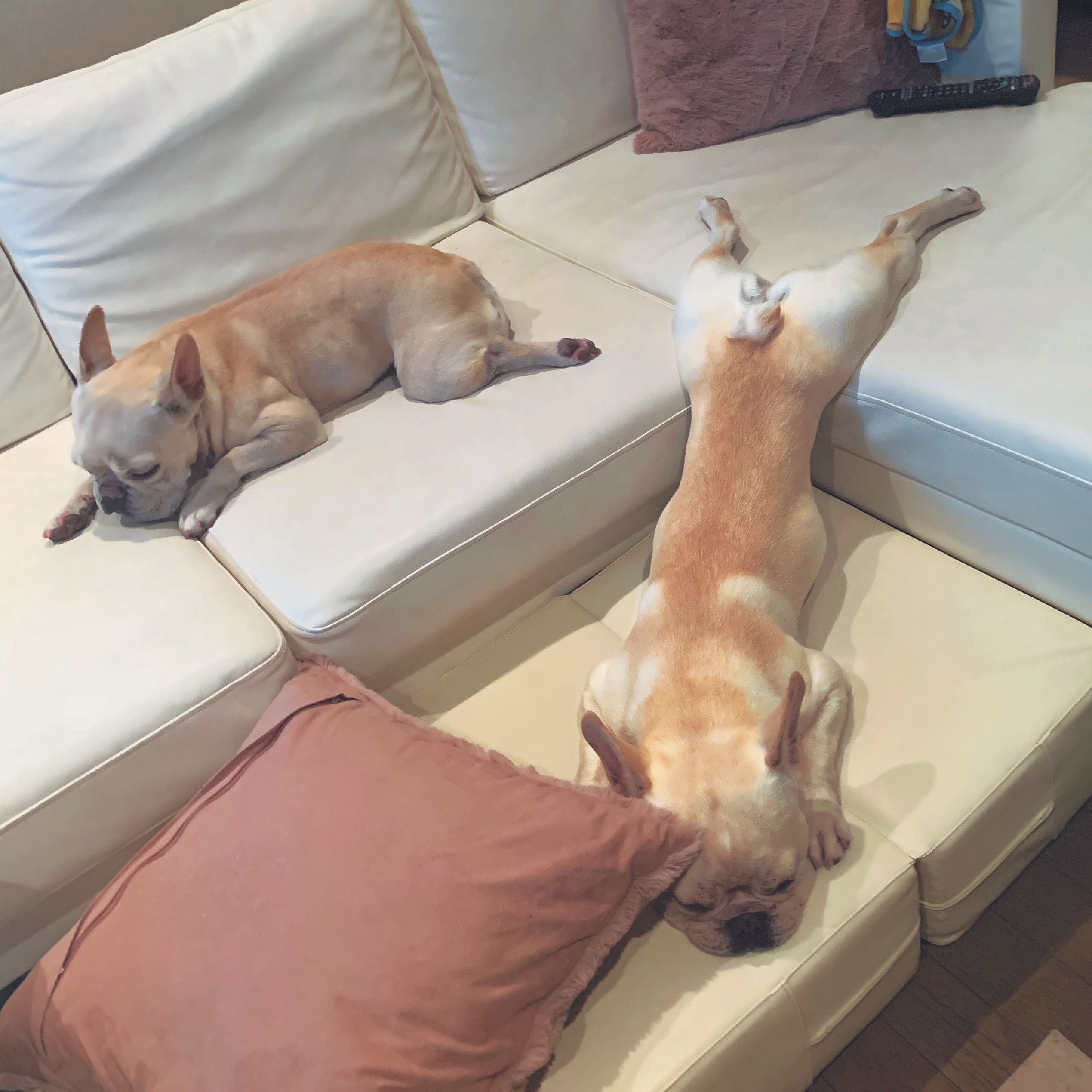 右からマーくん（オス・５才／11.0kg）、サラちゃん（メス・８才／9.0kg）ともにフレンチ・ブルドッグ