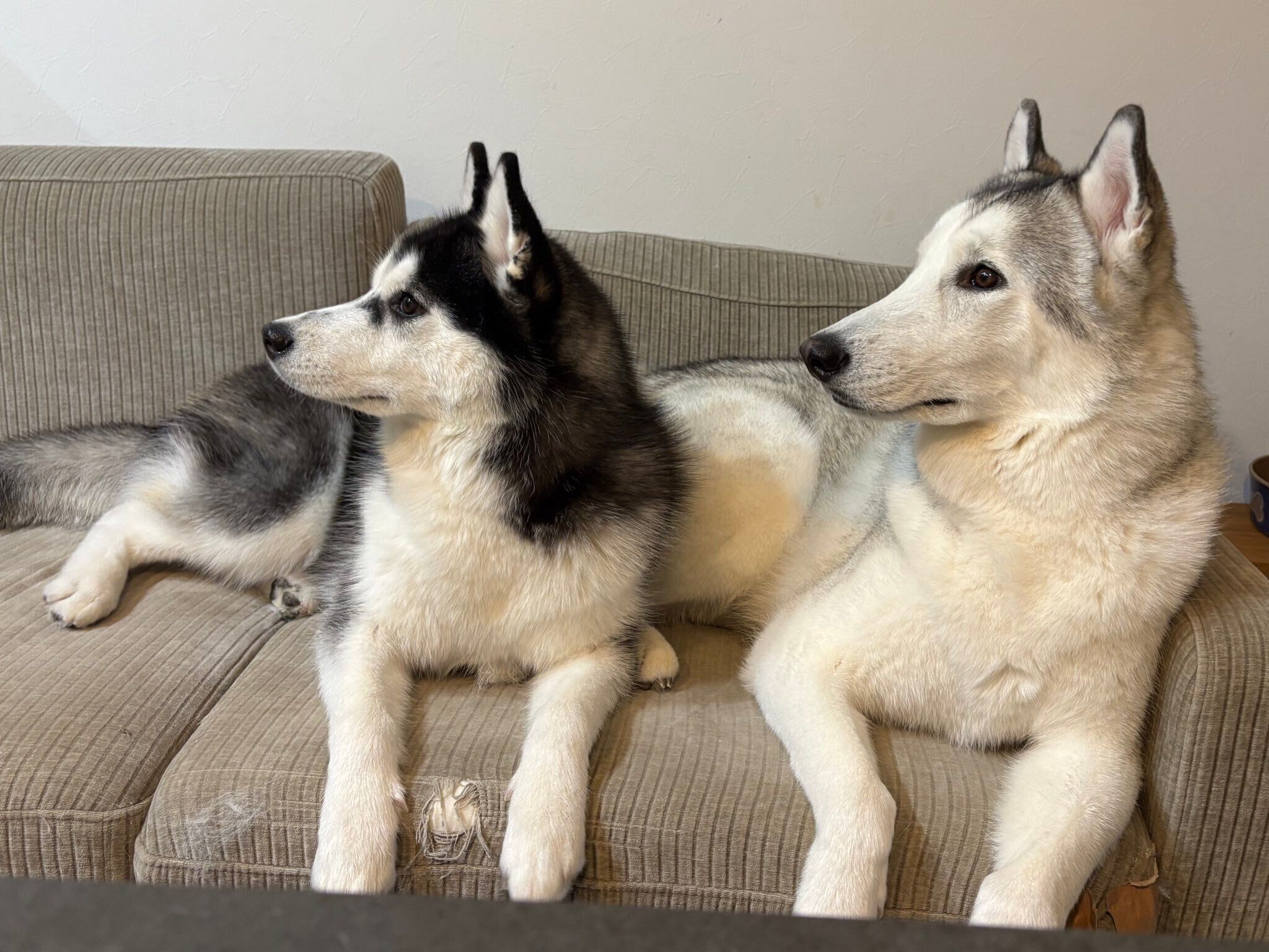 仲良くまったりする2頭