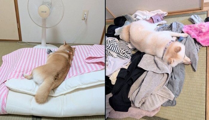 布団が好きなくるみちゃんと、洗濯物が好きな餅子ちゃん