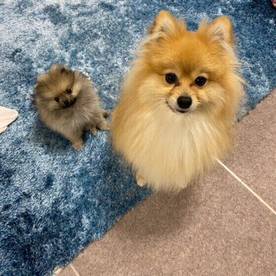 仲良しなポメラニアン