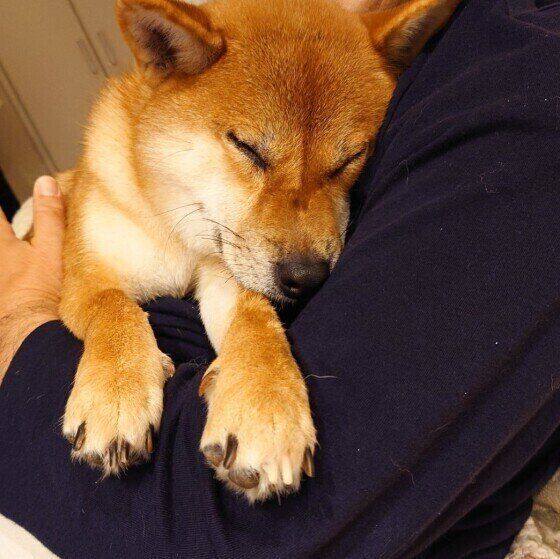 ついやってしまっていない？ 注意すべき犬の抱っこの仕方 いぬのきもち