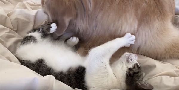 ゴールデン・レトリーバーと猫