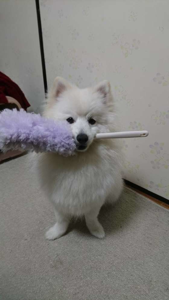 お掃除を手伝ってくれる？ハク君