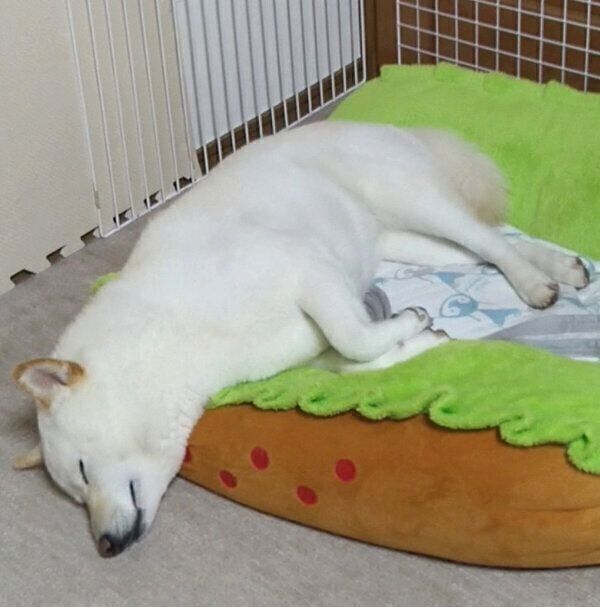 眠るはるちゃん