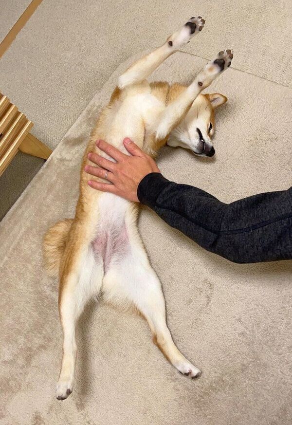 足を伸ばして眠るはなちゃん