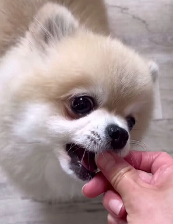 ご褒美のカリカリを食べるみくちゃん