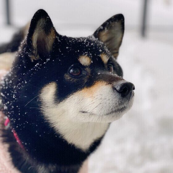 雪の中にたたずむラガーちゃん
