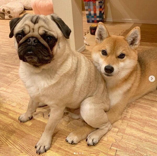 仲良しなラルくんとアキちゃん