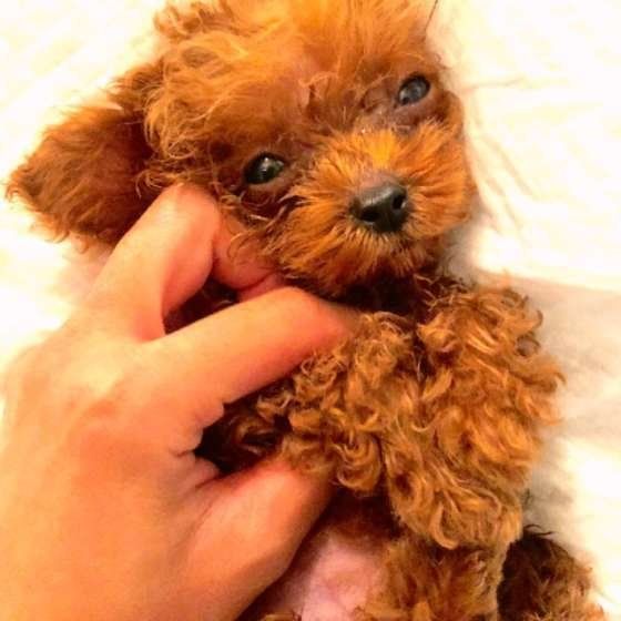 なでなでされるあおい君