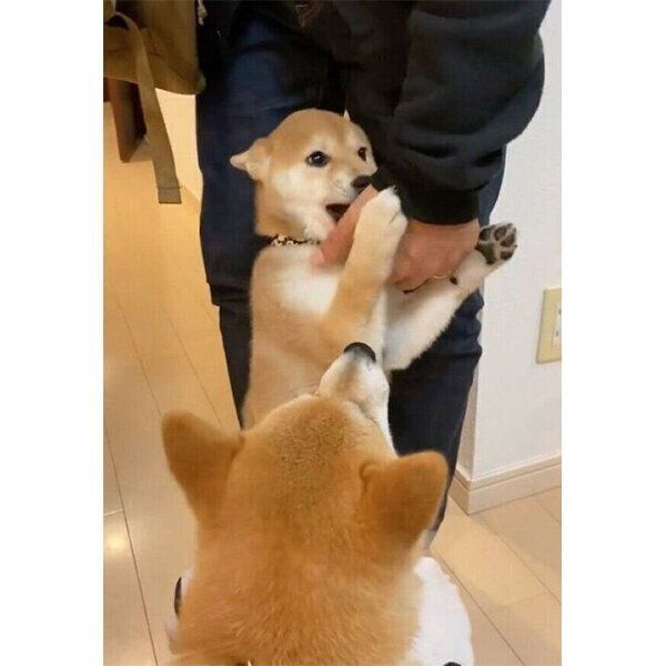 帰宅したパパさんを出迎えるむくりちゃんとあくびちゃん