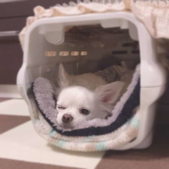 クレートの中で寛ぐ、チワワのミルクちゃん