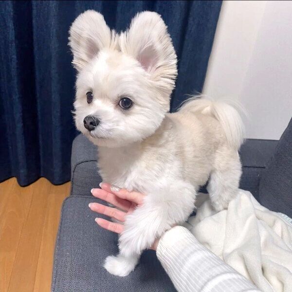 耳をピンとさせるぽんたくん