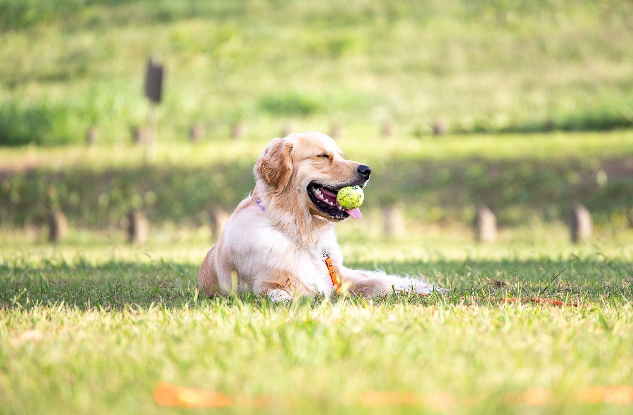 ボールをくわえるロアくん