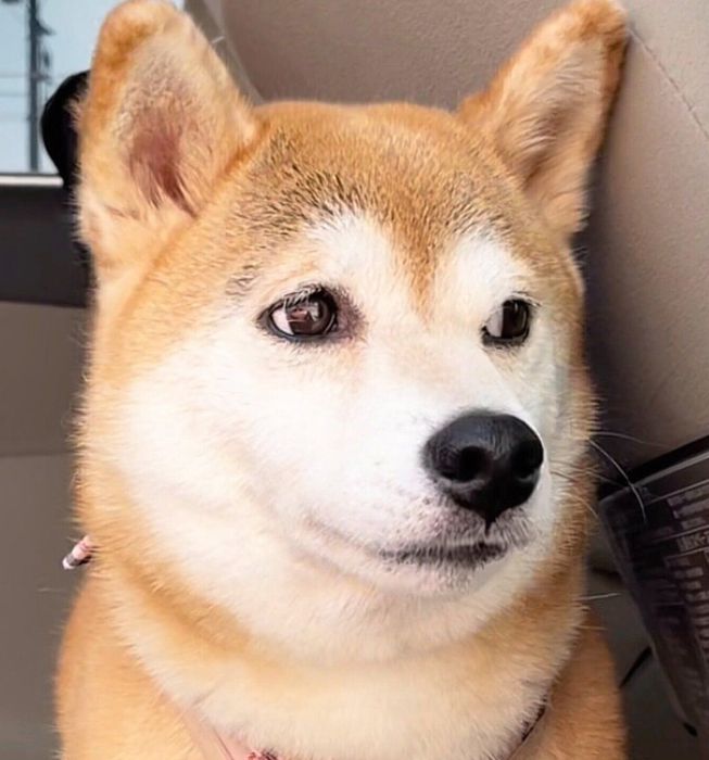 行き先が動物病院だと思っていたももちゃん