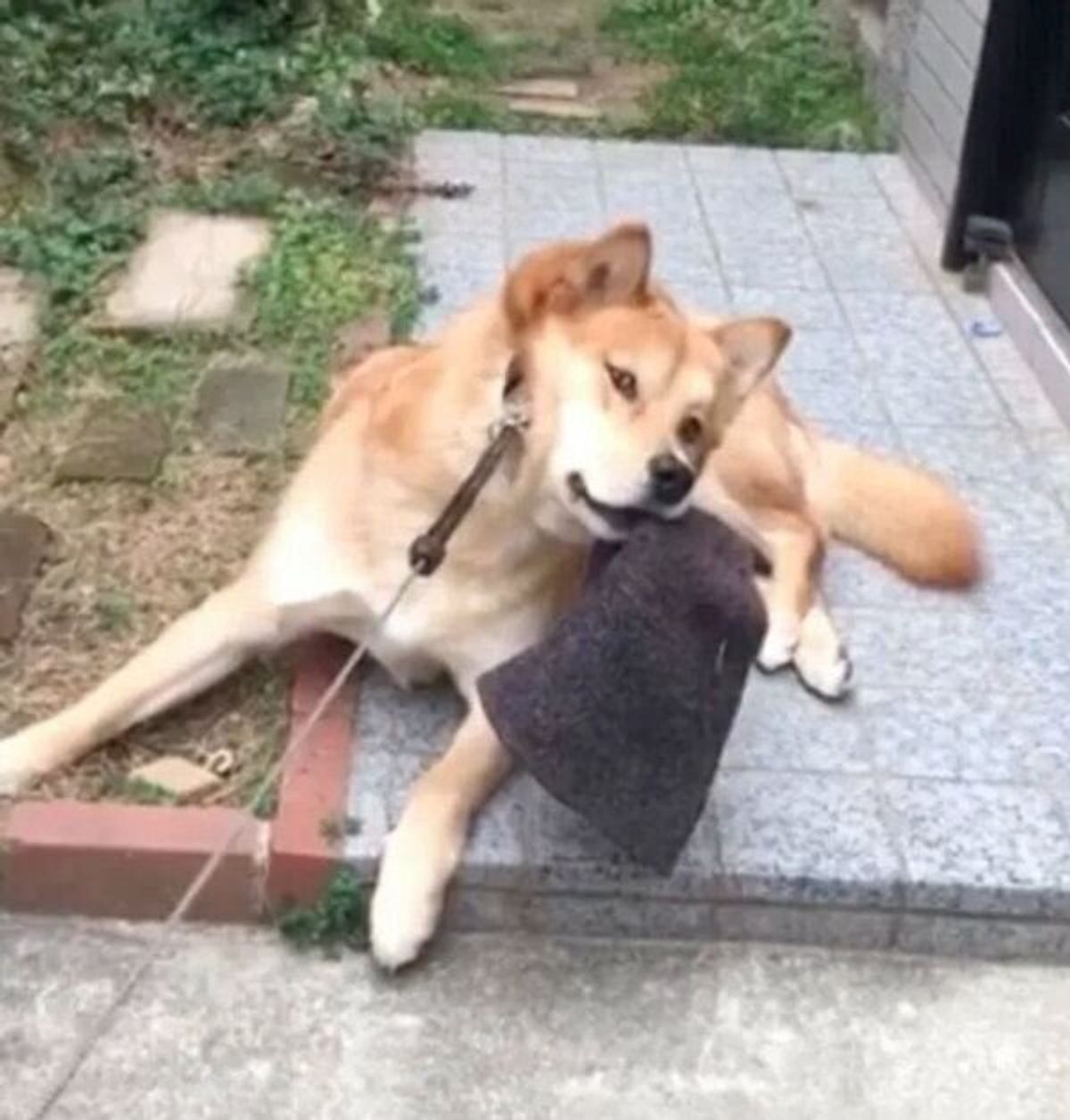 散歩が大好きな元保護犬が パパの帽子 をくわえて散歩拒否 イヤイヤを発動した理由が可愛すぎた いぬのきもちweb Magazine 散歩が大好きな元保護犬が パパの帽子 をくわえて散歩拒否 イヤイヤを発動した理由が可愛すぎた いぬのきもちweb Magazine