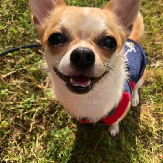 お散歩するチワワ