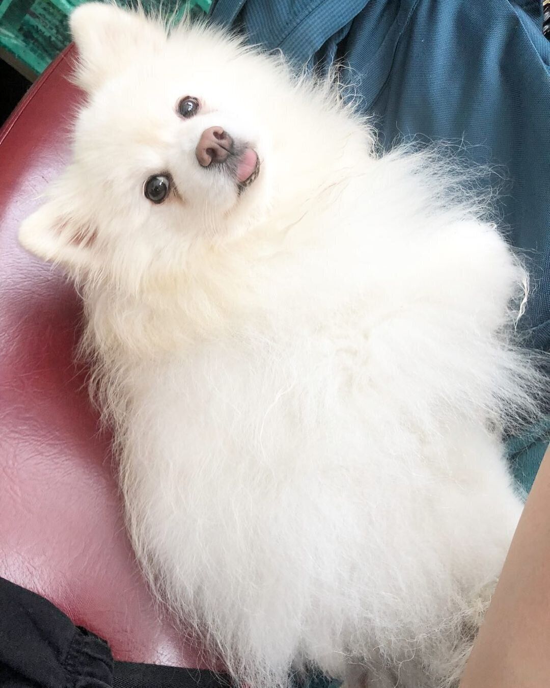 ポメラニアンの大福ちゃん