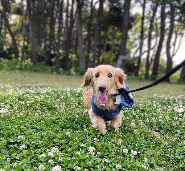 散歩を楽しむ大吉くん