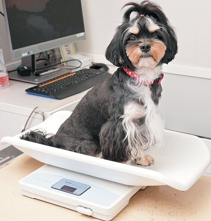 犬の体重チェック