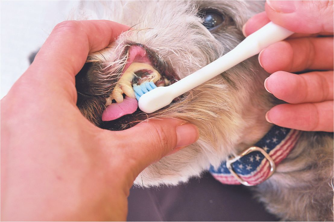 歯磨きスタート