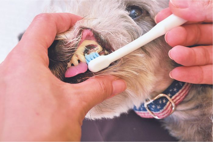 歯磨きスタート