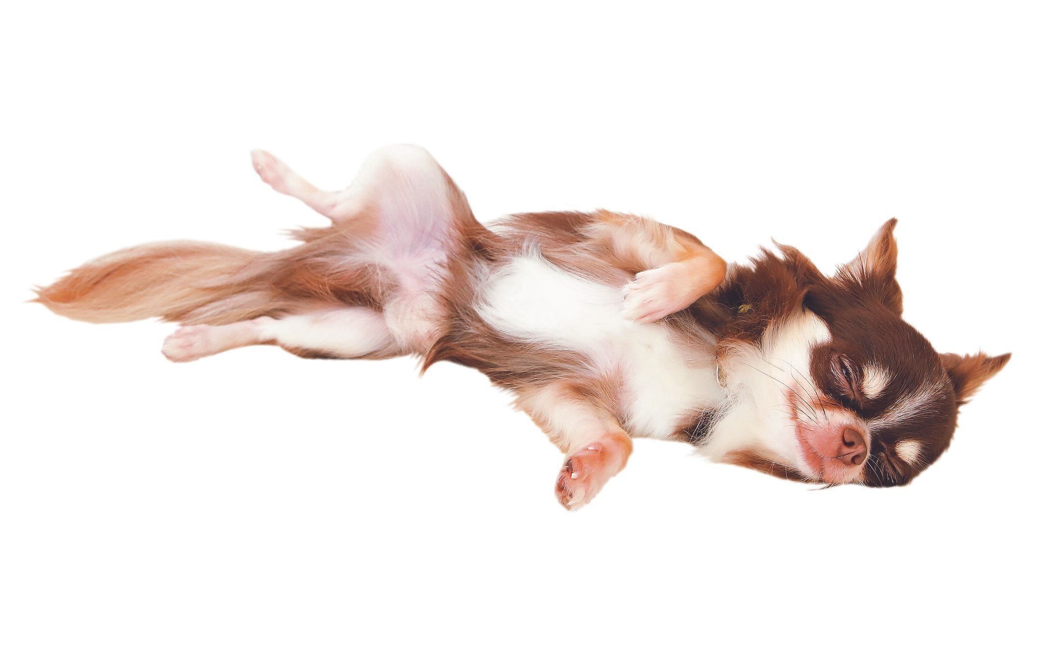 脱力して寝転がったり、その場で回る犬も