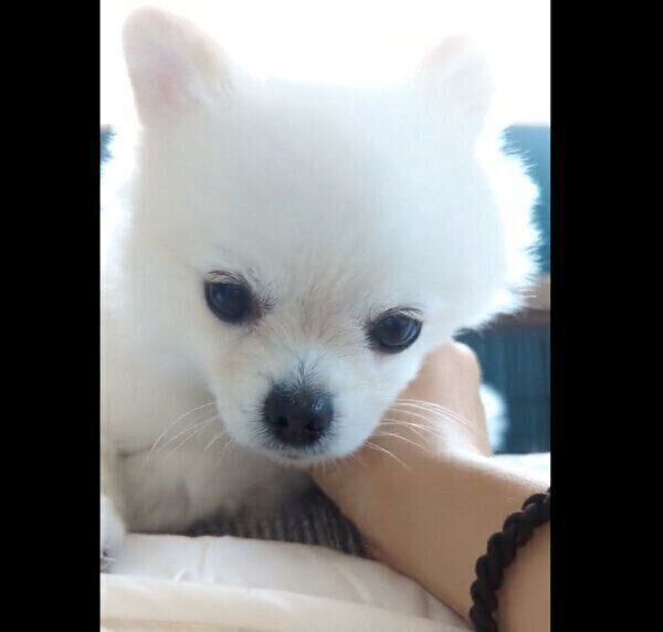 「もっとナデナデして！」と迫ってくるこめたくん