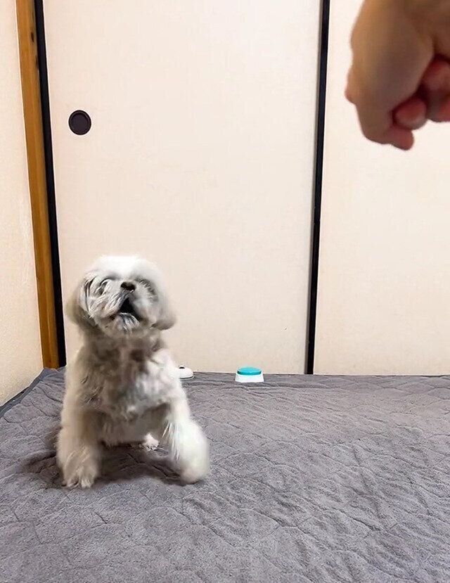 シーズー犬マンガてんぽshihtzu