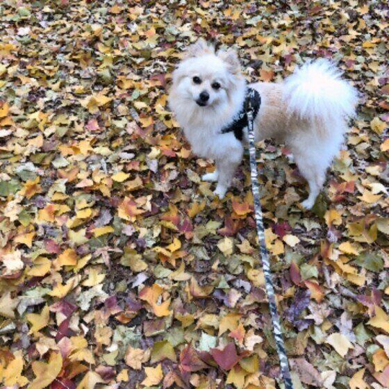 ポメラニアンのはるたんくん