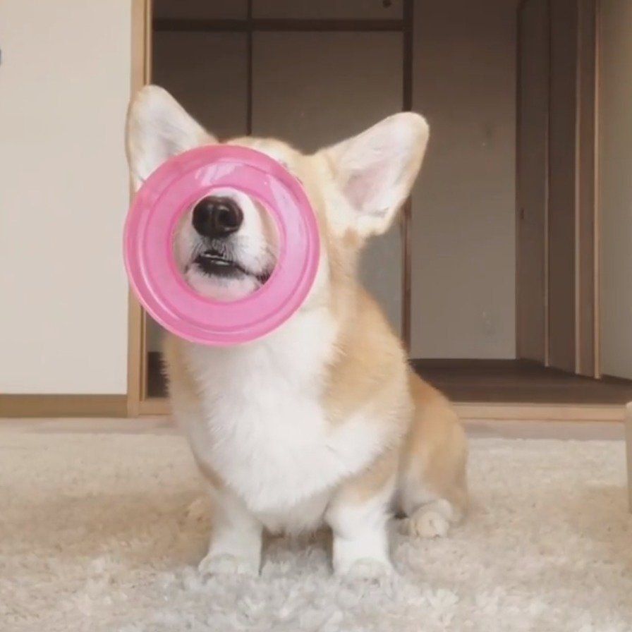 見事な芸を披露するあろまちゃん