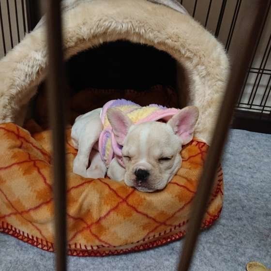 気持ちよさそうに眠るフレンチ・ブルドッグ