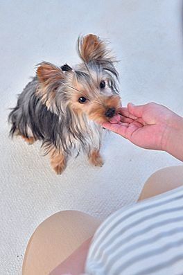 ２．目が合ったら「イイコ」とほめて、手中のごほうびを与えて。ただし、目が合ったあとに飛びついたり吠えたりしたら、ごほうびは与えないで。飛びつきや吠えを助長させないコツです