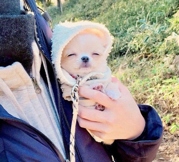 チワワのぽむちゃん