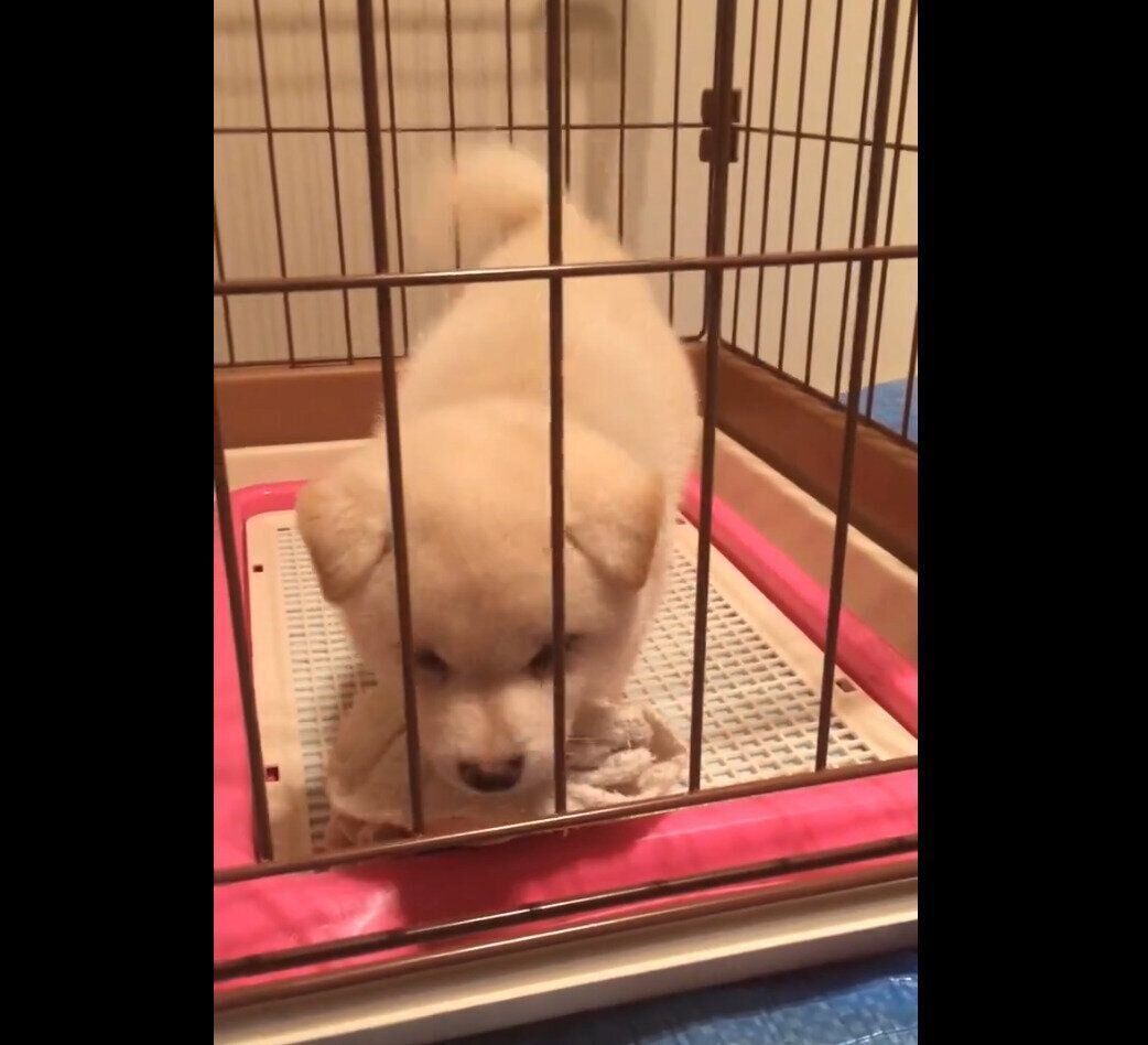 子犬時代のしらたまちゃん