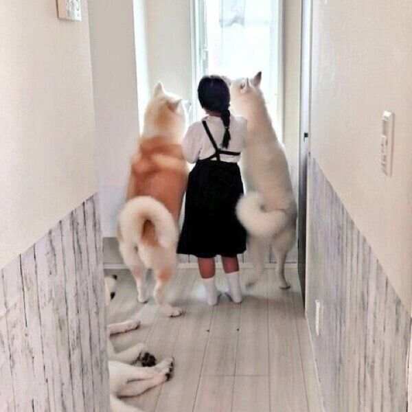 娘さんと同じ背丈の愛犬たち