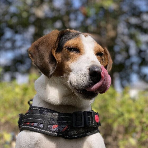 ビーグルの梵旦くん