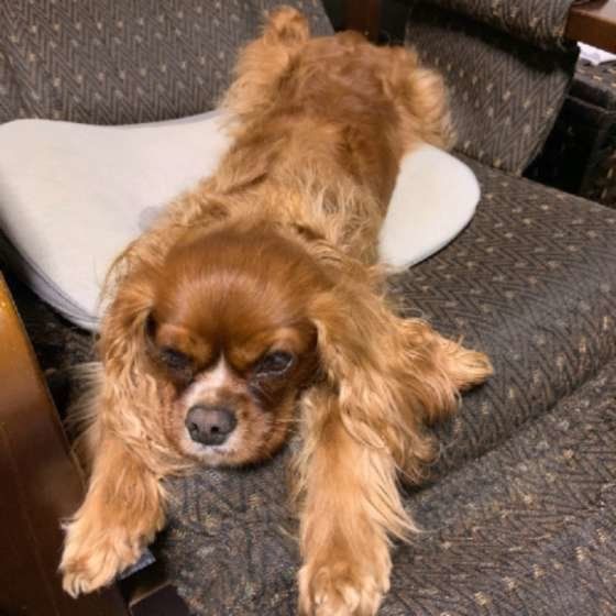 ビビアンちゃん